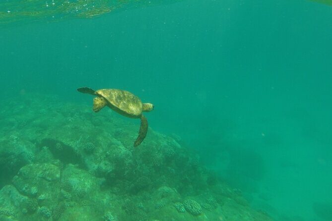 Clear Bottom Kayak - Guaranteed to see Turtles! - Haleiwa North Shore is the smart start for a turtle hunt
