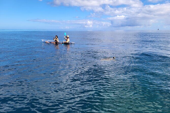 Clear Bottom Kayak - Guaranteed to see Turtles! - When conditions are rough: how the tour stays flexible