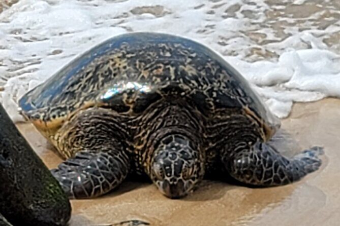 Cruise Ship with Direct "Pier Pick Up" All Fee's Included - Diamond Head State Monument: the quickest big view
