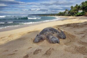 Custom Island Tour - for 4 to 5 people - up to 8 hours - Private tour of Oahu - Pickup From Waikiki at 8:30 AM (and the airport pickup change)