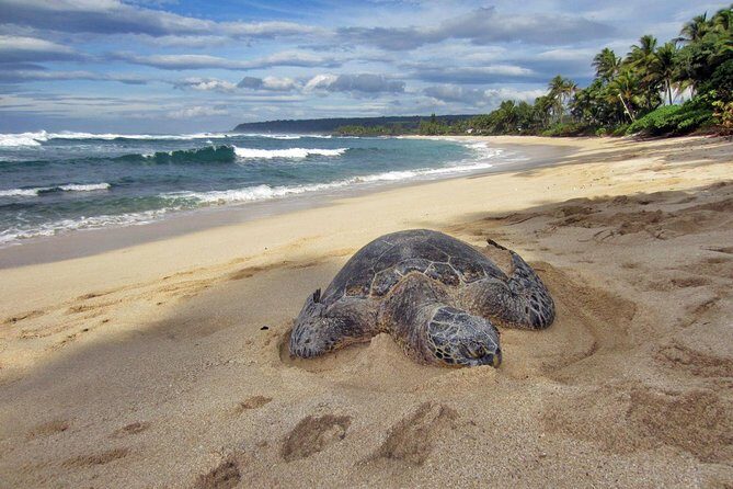 Custom Island Tour - for 4 to 5 people - up to 8 hours - Private tour of Oahu - Pickup From Waikiki at 8:30 AM (and the airport pickup change)