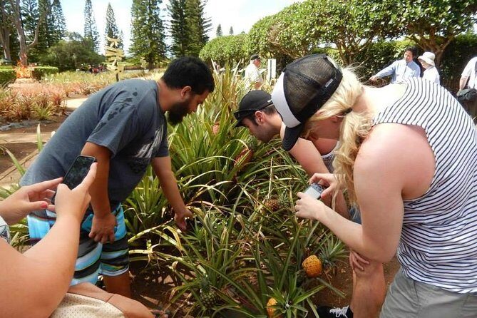 Customizable Island Tours Tours on Oahu - Key things you’ll notice on this Oahu private tour