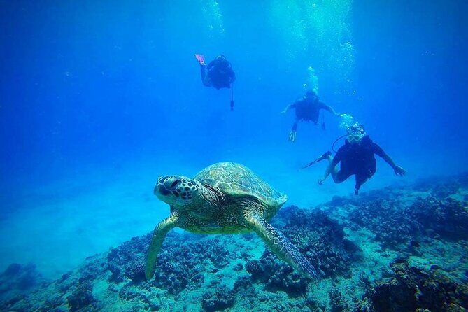 DISCOVER Scuba Diving Experience in Honolulu - Key Highlights at a Glance