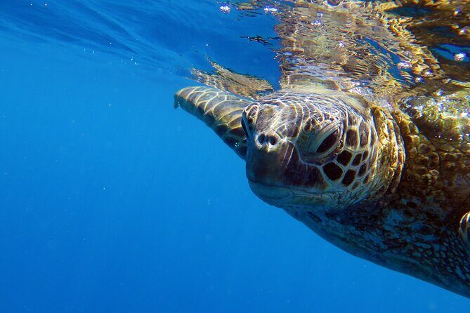 DISCOVER Scuba Diving Experience in Honolulu - The 1-on-1 Skills Session With a PADI Professional