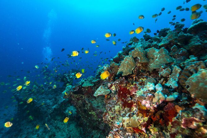 DISCOVER Scuba Diving Experience in Honolulu - Marine Life You Can Actually See (Not Just Photos)