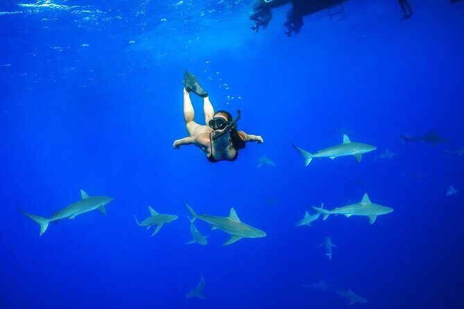 Dive with Sharks in Hawaii: Shark Tour from Haleiwa - Key highlights