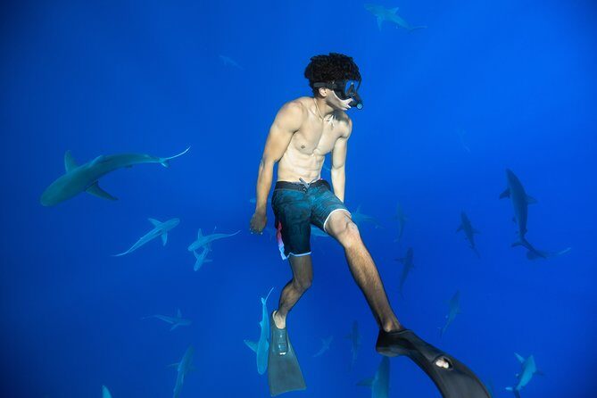 Dive with Sharks in Hawaii: Shark Tour from Haleiwa - Haleiwa Harbor to 3 Miles Offshore: How the Timing Really Works