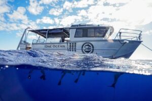 Dive with Sharks in Hawaii: Shark Tour from Haleiwa - The Pre-Swim Safety Briefing: Why It Feels Controlled