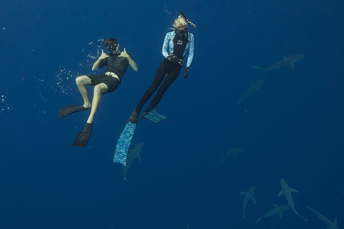 Dive with Sharks in Hawaii: Shark Tour from Haleiwa - The Water Game Plan: Snorkeling Gear, Free-Swim Style, and the Safety Line