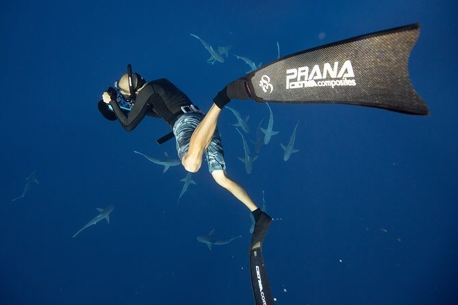 Dive with Sharks in Hawaii: Shark Tour from Haleiwa - The Boat Portion at Haleiwa: Short Ride, Real Briefing Time