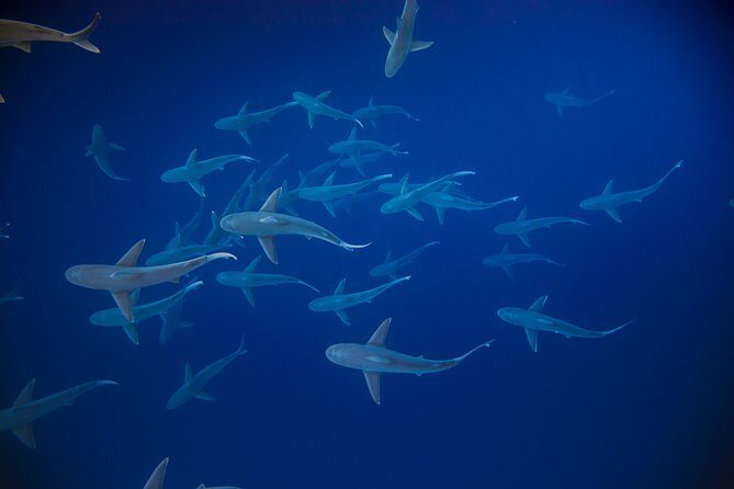 Dive with Sharks in Hawaii: Shark Tour from Haleiwa - Price and Value: What $153.85 Buys You in Real Terms
