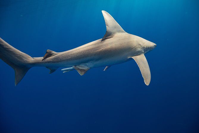 Dive with Sharks in Hawaii: Shark Tour from Haleiwa - Who This Shark Tour Fits Best (and Who Should Think Twice)