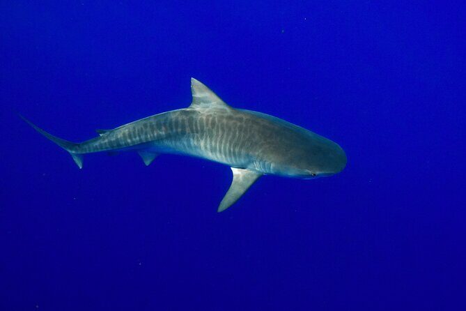 Dive with Sharks in Hawaii: Shark Tour from Haleiwa - Practical Tips for Your Day at Haleiwa