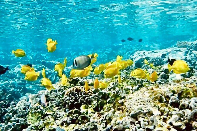 Dolphin & Seasonal Whale Watching, Turtle Snorkeling - Key Things You’ll Notice on This Tour