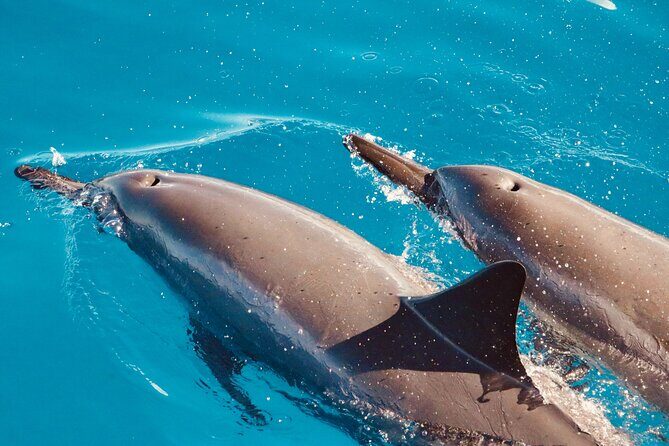 Dolphin & Seasonal Whale Watching, Turtle Snorkeling - Getting There: Hotel Pickup, Check-In, and the Waianae Start