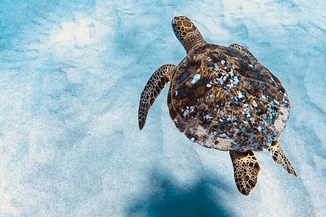 Dolphin & Seasonal Whale Watching, Turtle Snorkeling - Dolphin Watching: How to Set Your Expectations for Real Wild Encounters