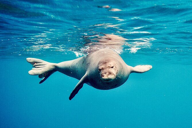 Dolphin & Seasonal Whale Watching, Turtle Snorkeling - Crew Style: Why People Keep Rebooking