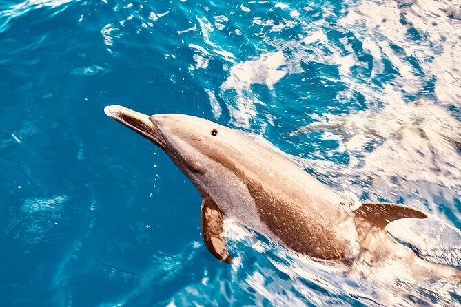 Dolphin & Seasonal Whale Watching, Turtle Snorkeling - The Catamaran Ride: Stable, Family-Friendly, and Built for Wildlife Watching