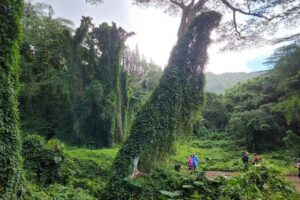 Electric Bike Ride & Manoa Falls Hike Tour - Stop 1 in Waikiki: training, safety, and getting comfortable fast