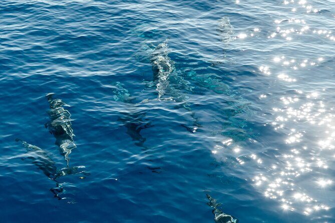 Exclusive Waikiki Yacht Snorkel with Lunch and Bevs - What you’ll see while snorkeling: turtles, fish, eels