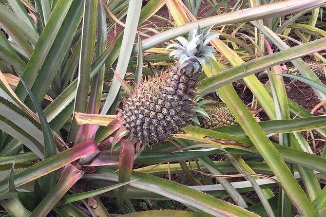 Family-Friendly Private Circle Island Tour of Oahu - Haleiwa and North Shore Time: Local Town, Shopping, and Food