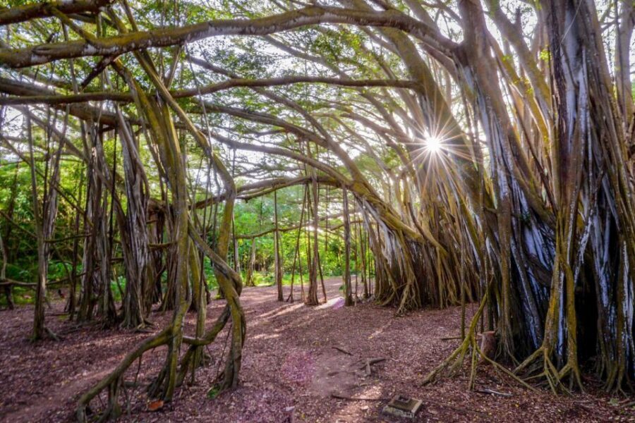 First Day Must 10-Hour Sunrise & Full Island Photo Tour - Key highlights worth getting up for