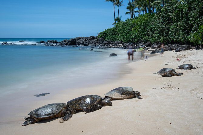 First Day Must: Oahu Sunrise & Circle Island Adventure - Stop 4: Kalapawai Historic Market for coffee and breakfast burritos