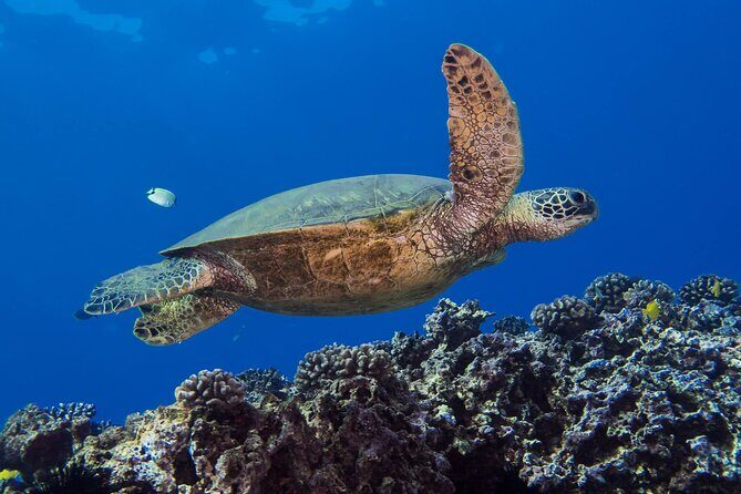 First Time Introductory Scuba Dive - Learning the basics safely (and why your instructor matters)