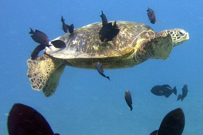 First Time Introductory Scuba Dive - The water sessions: what happens before you’re under