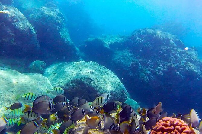 First-Time Scuba Diving in Honolulu + Free Videos - Key things to know before you go