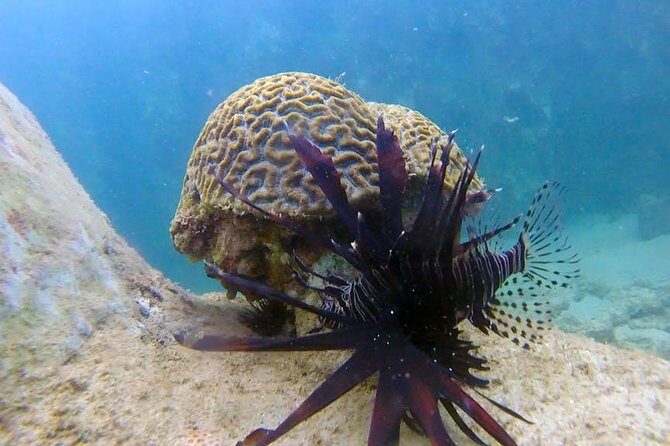 First-Time Scuba Diving in Honolulu + Free Videos - Marine life expectations: turtles, octopuses, sea stars, and the reality of clarity