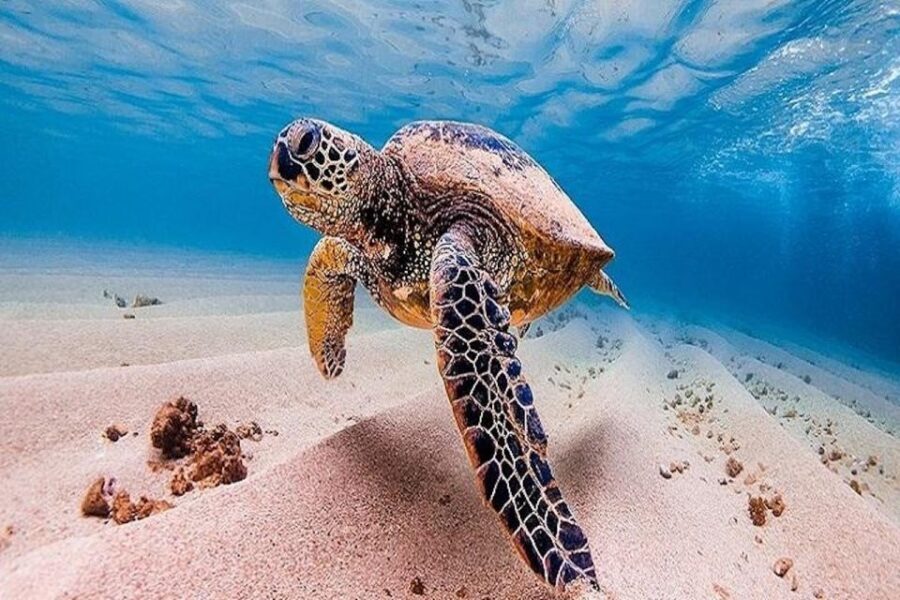 From Waikiki: Oahu Grand Circle Island Experience - Key Highlights You’ll Feel in Your Day