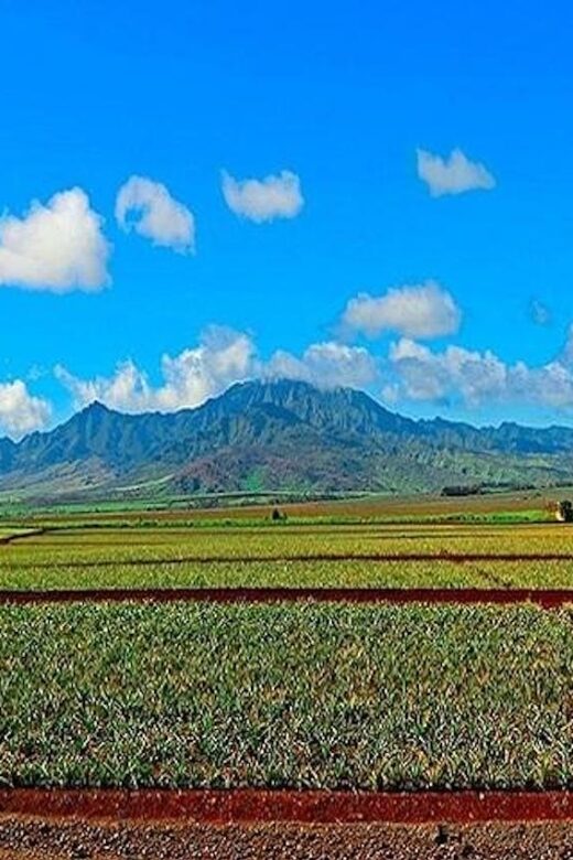 From Waikiki: Oahu Grand Circle Island Experience - Puaʻena Point Beach Park: The Best Payoff for Snorkel Time and Marine Life