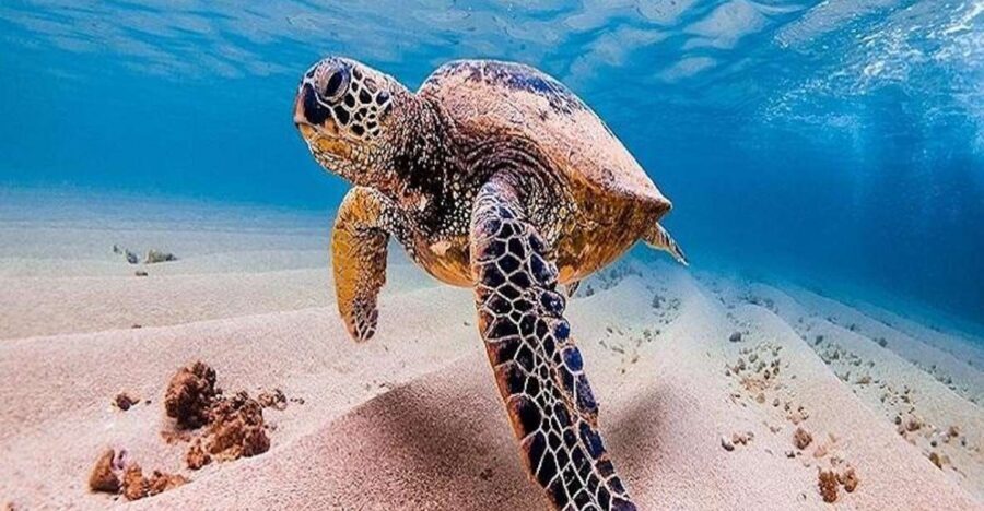 From Waikiki: Oahu Grand Circle Island Experience - Waimanalo and Kualoa: Local Breaks That Make the Loop Human