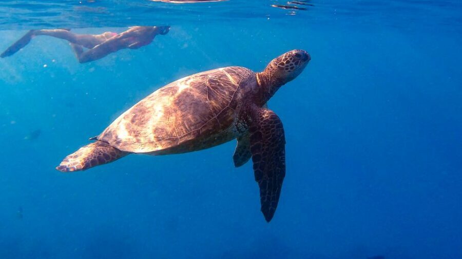 From Waikiki: Turtle Canyon Snorkeling Tour - Key highlights to know before you go