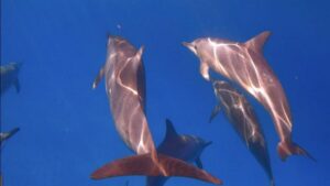From Waikiki: Turtle Canyon Snorkeling Tour - Getting to Island Splash Tours: the meeting spot that saves stress
