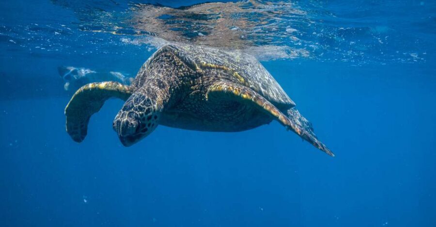 From Waikiki: Turtle Canyon Snorkeling Tour - The cruise out: 15 minutes each way, with wildlife on the radar