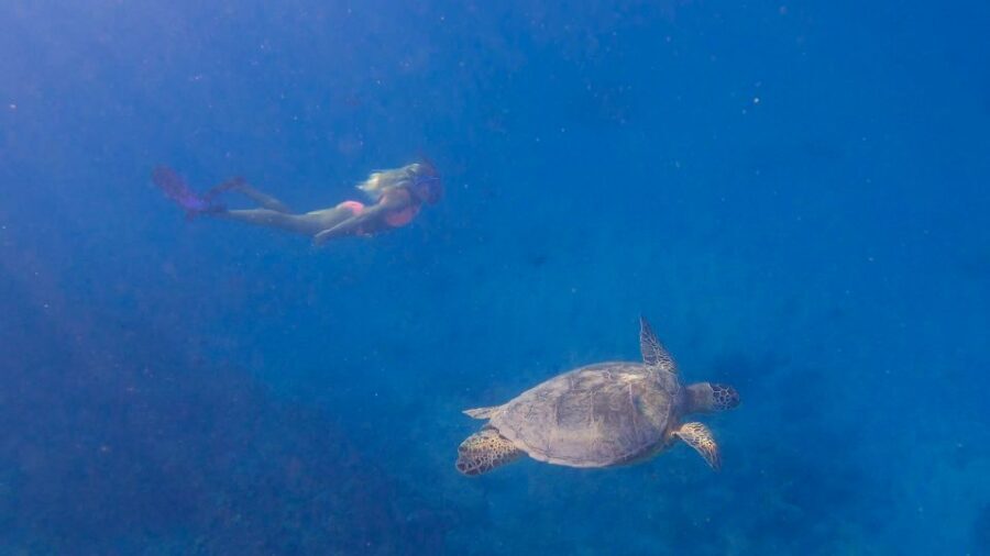 From Waikiki: Turtle Canyon Snorkeling Tour - Gear setup: what’s provided and what you should bring