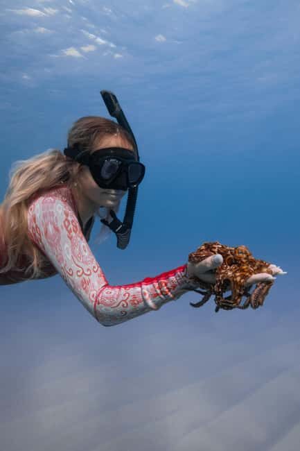 From Waikiki: Turtle Canyon Snorkeling Tour - Wildlife beyond turtles: reef fish, eels, and more