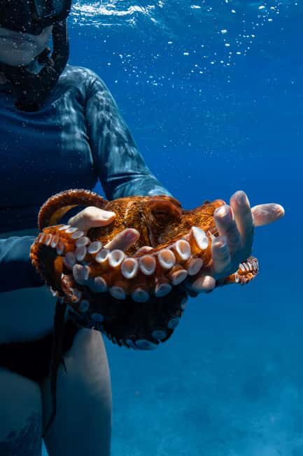 From Waikiki: Turtle Canyon Snorkeling Tour - Price and value: is $77 worth it for Waikiki snorkeling?
