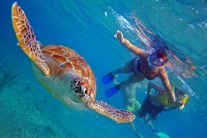 Full Day Oahu Circle Island -Turtle Beach Snorkel at North Shore - Key things to know before you go
