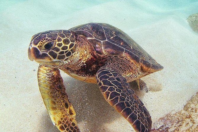 Full Day Oahu Circle Island -Turtle Beach Snorkel at North Shore - Waikiki to Diamond Head: views first, facts on the side