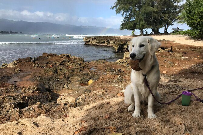 Group Surf Lessons for beginners on the North Shore of Oahu - Dry-Land Pop-Up Practice: The Part That Saves Your First Wave