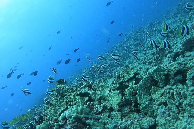 Guided Snorkel Tour for Beginners in Honolulu - Meeting at Ala Moana: quick logistics that make the day smoother