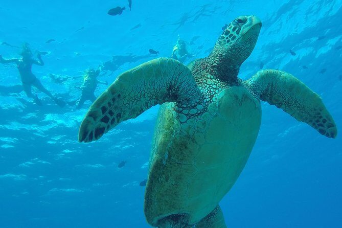 Hanauma Bay Guided Snorkel Tour (with guaranteed entrance time) - Guaranteed entry at Hanauma Bay: the real value of this tour