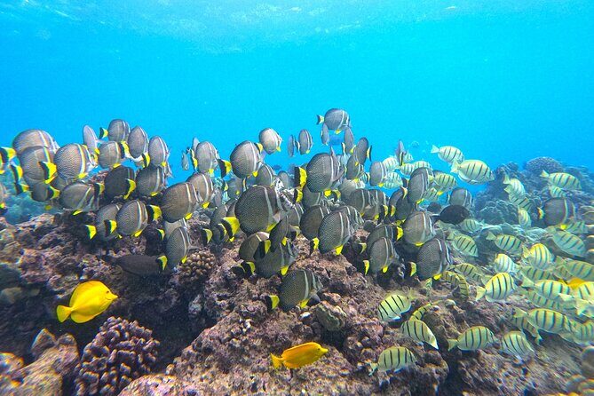 Hanauma Bay Guided Snorkel Tour (with guaranteed entrance time) - Price and value: $99 plus the $25 entrance fee (plus $3 parking)