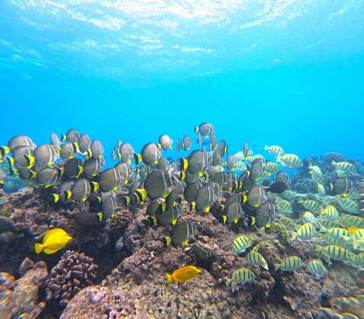 Hanauma Bay Guided Snorkel Tour with guaranteed entrance - Should you book this Hanauma Bay guided snorkel with guaranteed entrance?