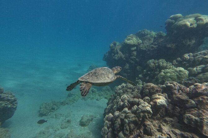 Hanauma Bay Guided Snorkeling Tour with Transportation - Key things that matter before you go