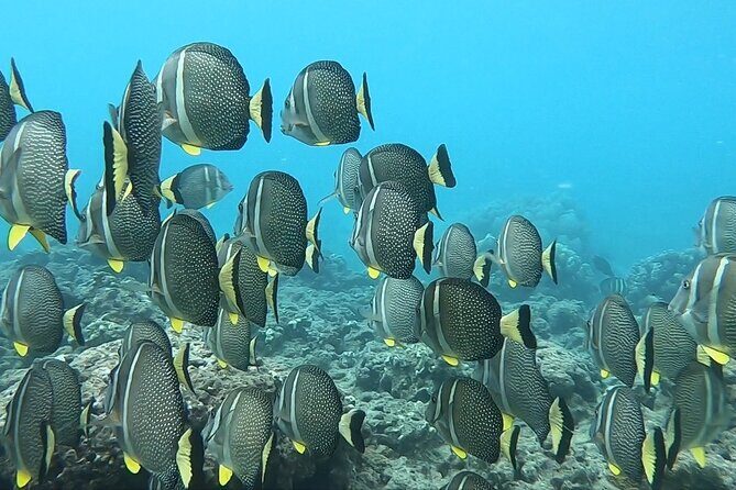 Hanauma Bay Guided Snorkeling Tour with Transportation - Price and value: the tour fee plus the Hanauma entry cost