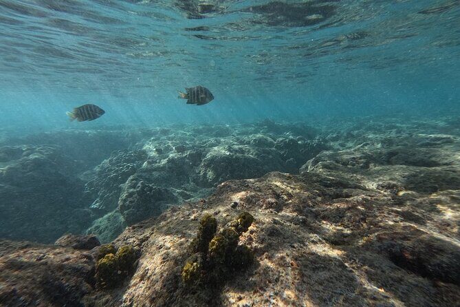 Hanauma Bay Guided Snorkeling Tour with Transportation - What you get for free: gear, vest, locked box, mat, water, photos